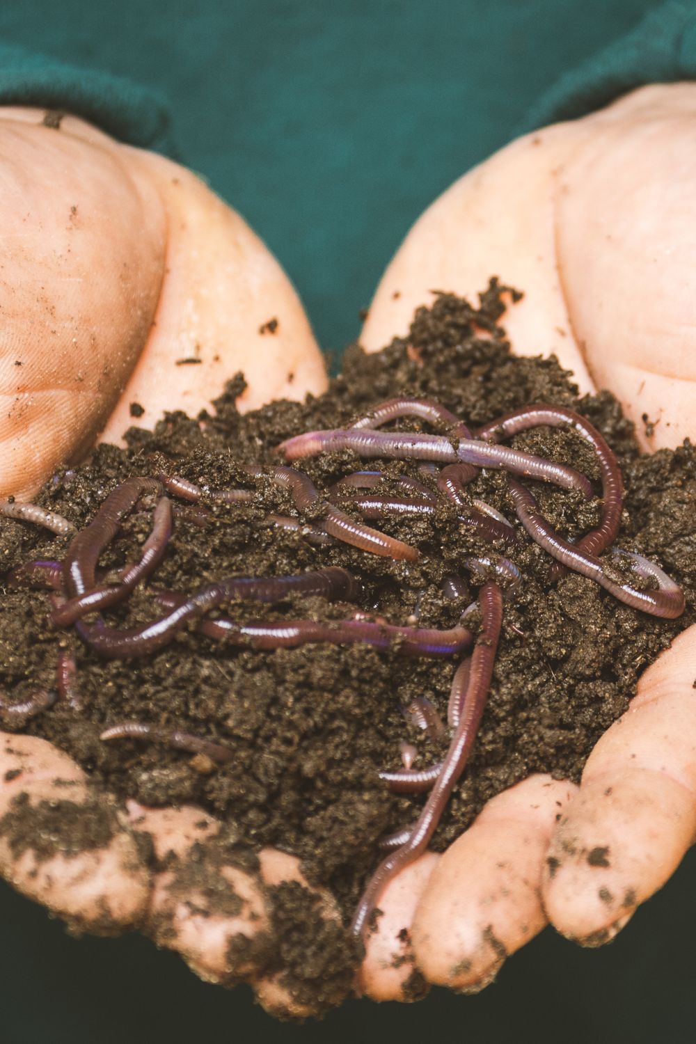 Worm Bin for a Small Apartment