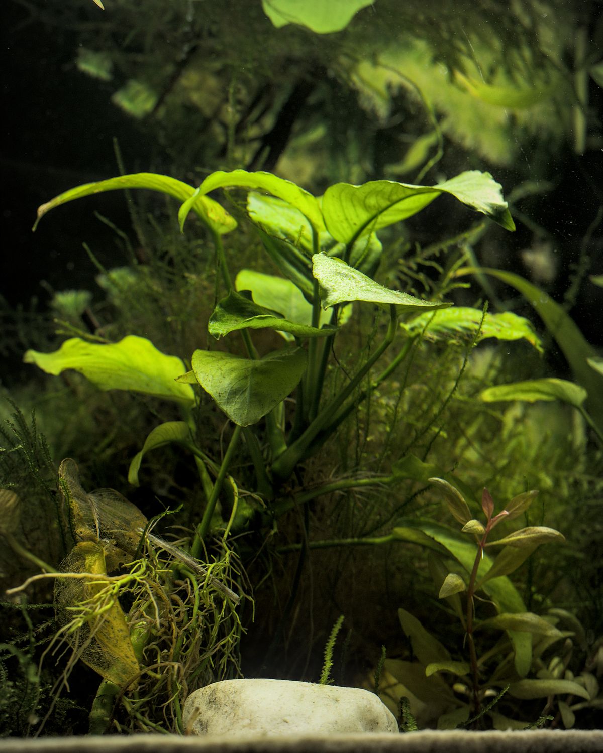 CO2 Diffuser for a Nano Planted Tank