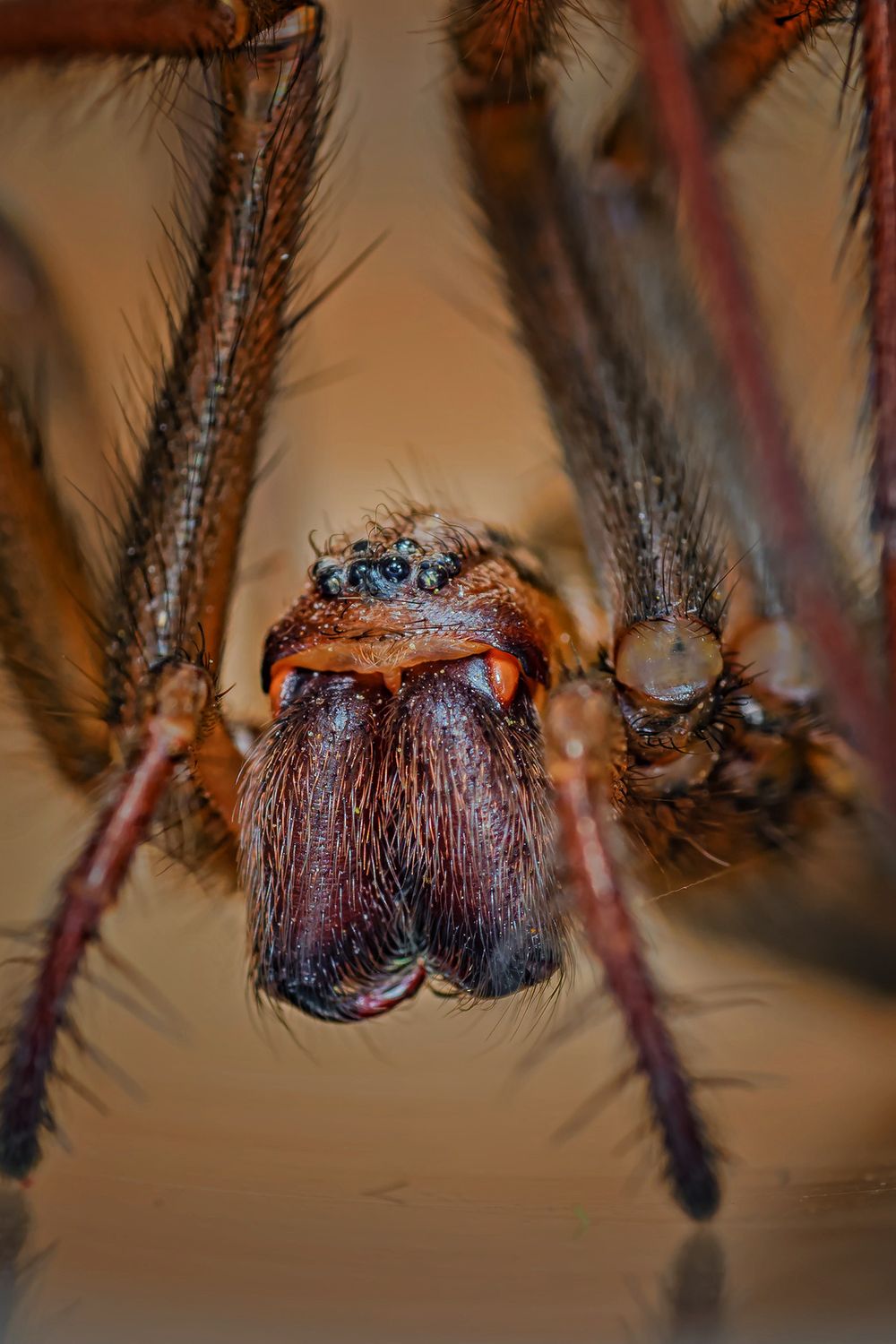 Substrate for a Burrowing Tarantula