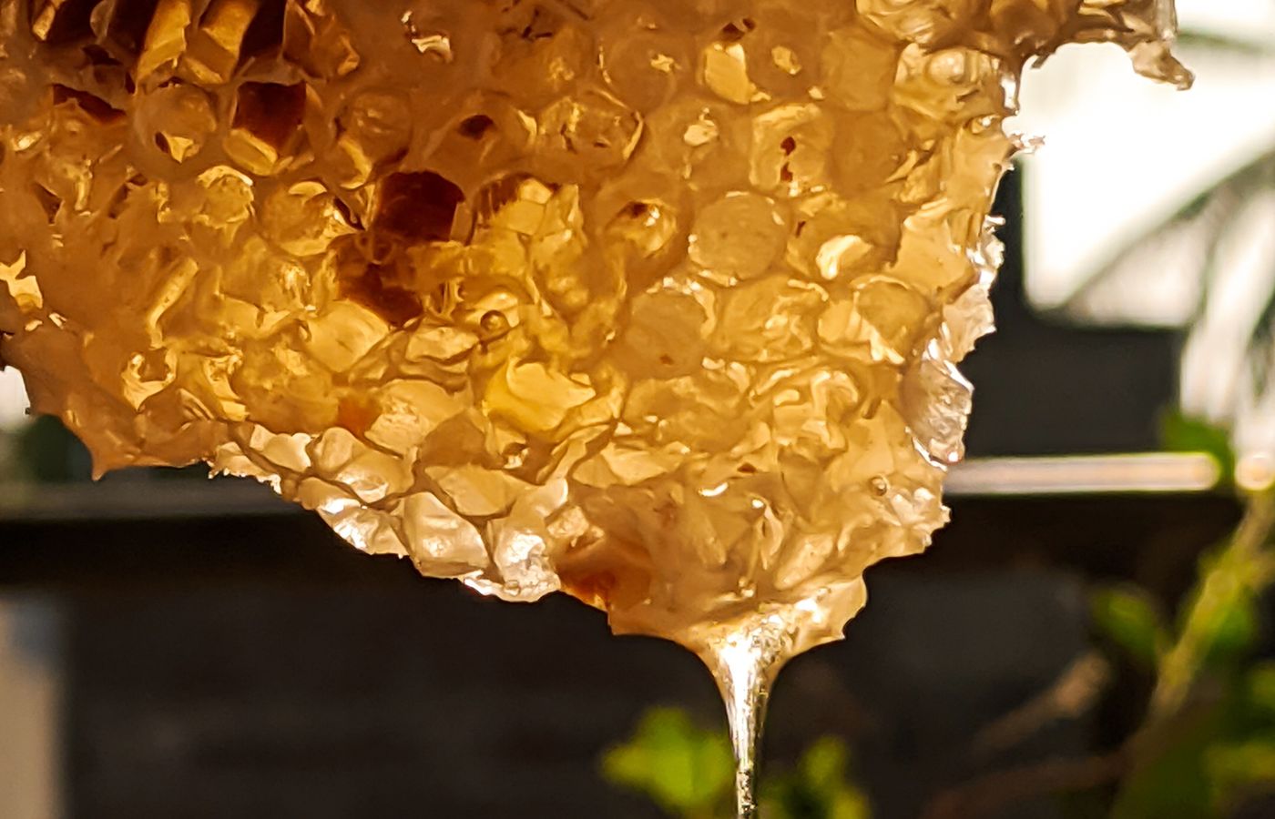 Honey Refractometer for Beekeeping Beginners