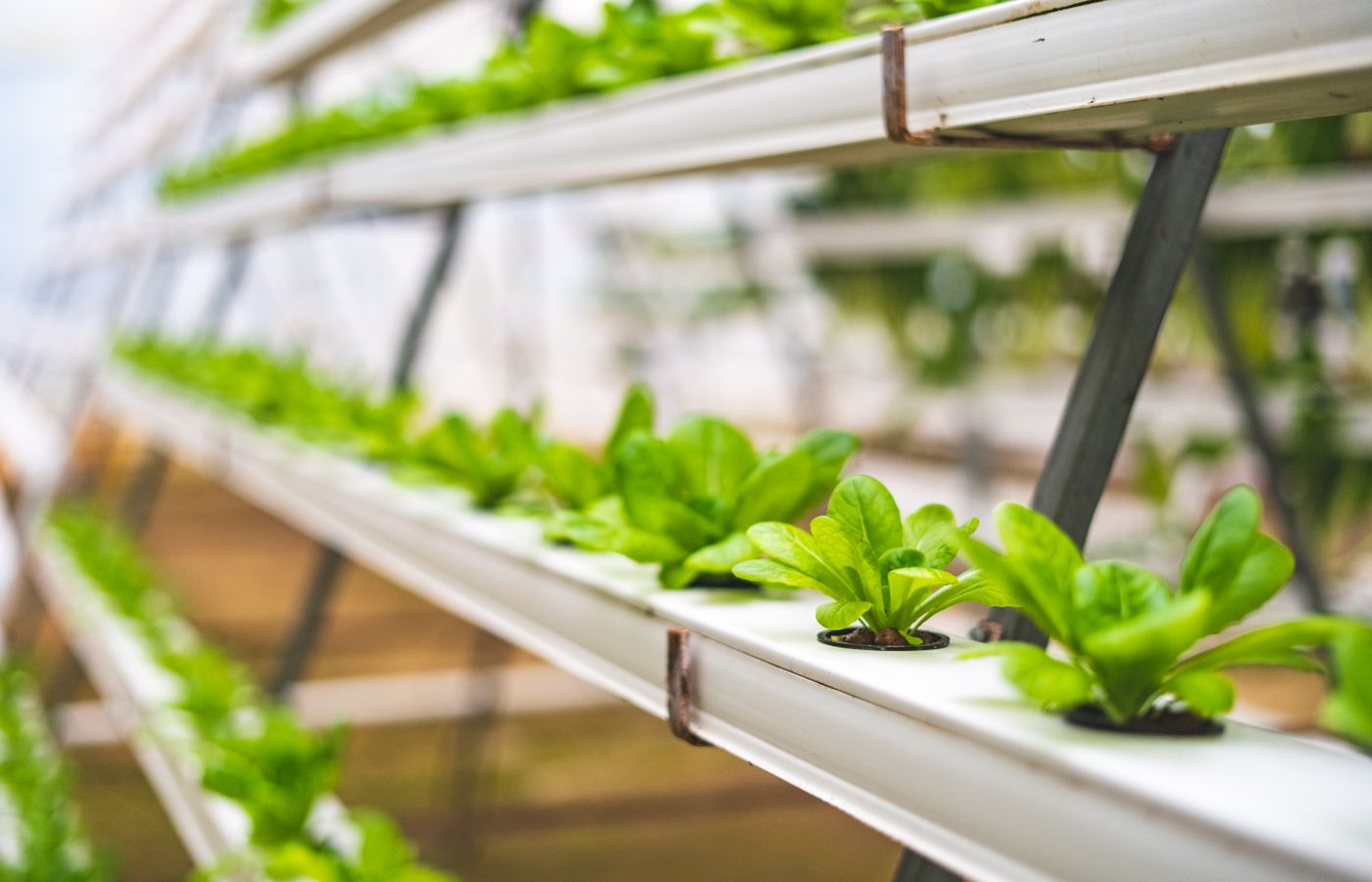Net Pots for Kratky Hydroponics