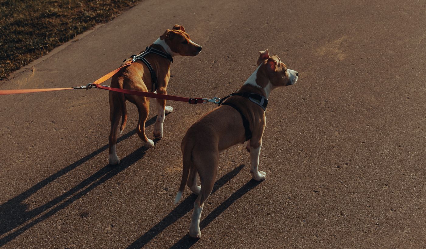 Dog Harness for Dogs That Pull