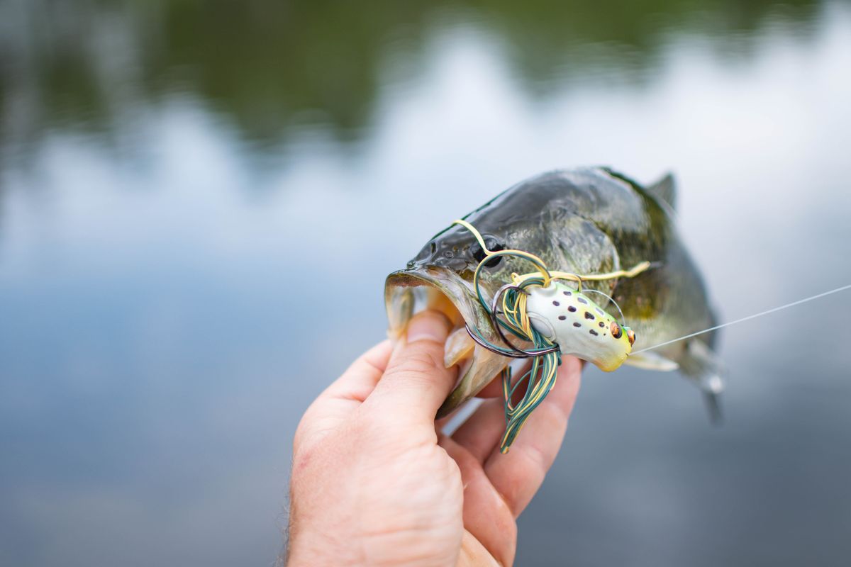 Abu Garcia Revo X vs Shimano SLX
