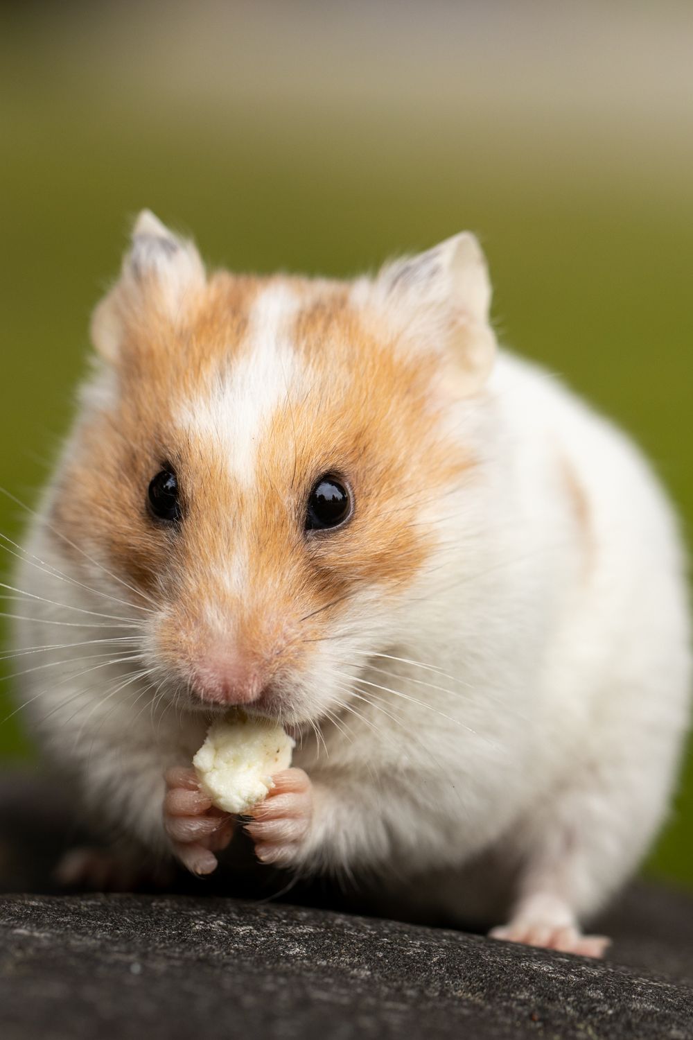 Sand Bath for Hamsters