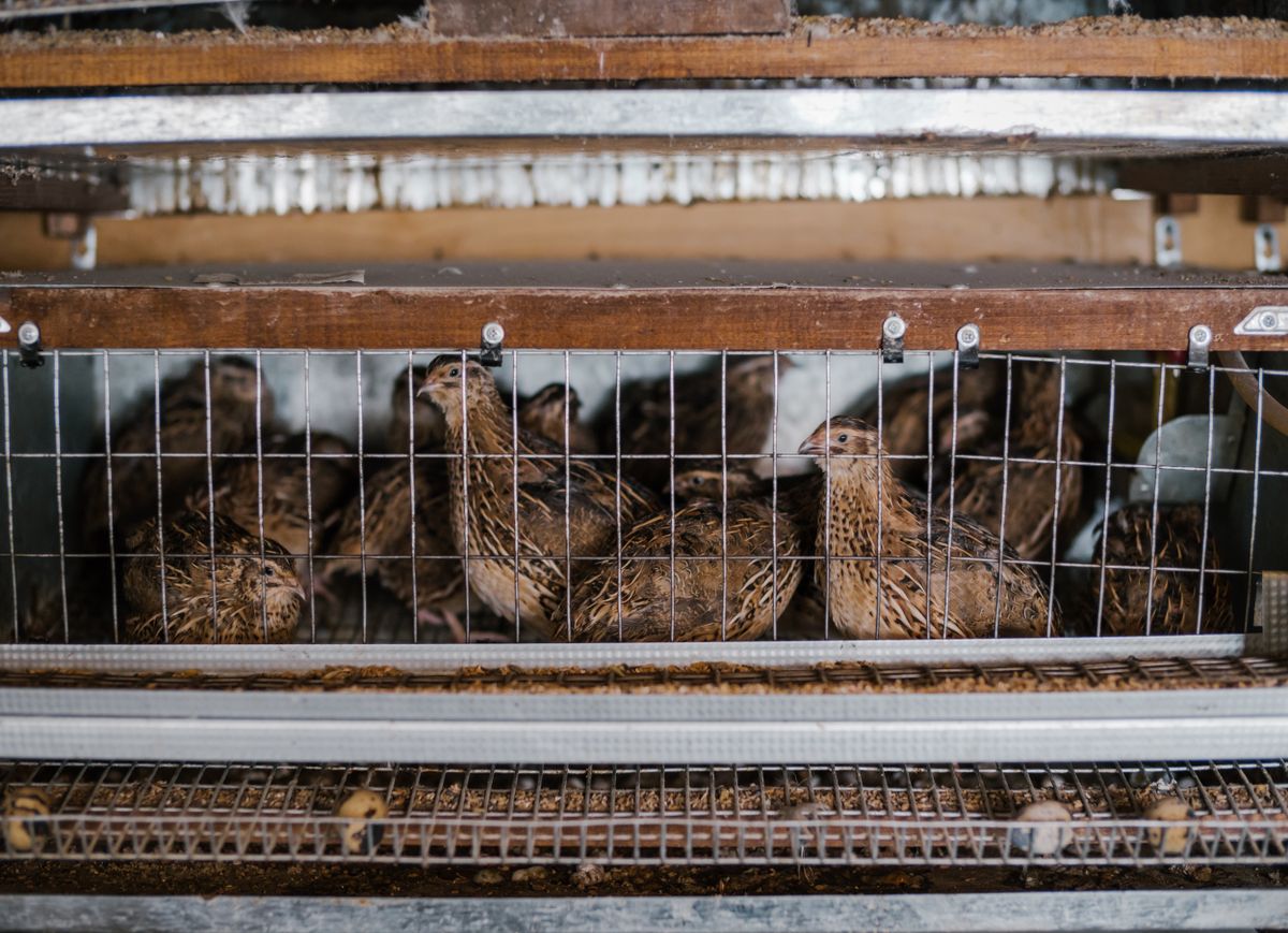 No-Waste Feeder for Coturnix Quail