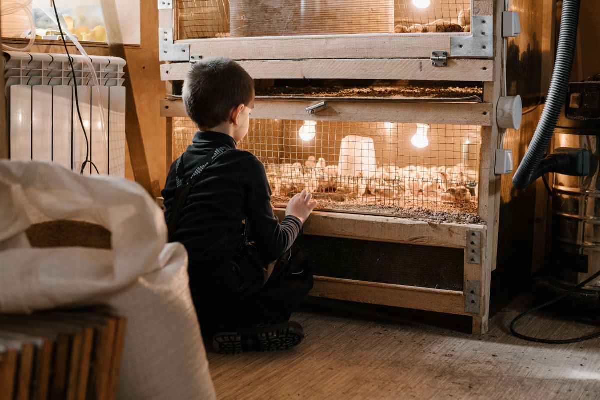 Brooder Heat Plate for Chicks