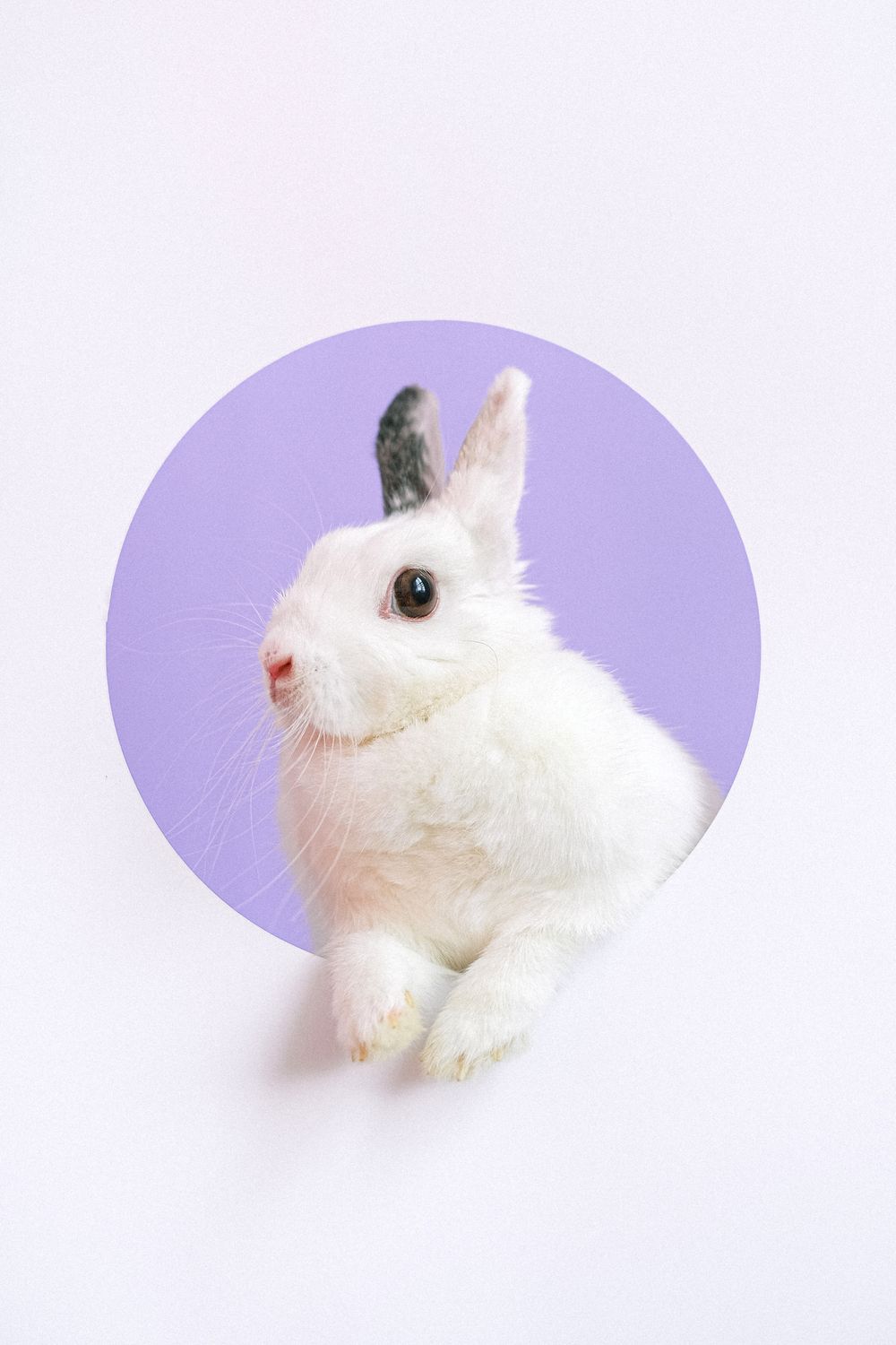 Litter Box for Rabbits