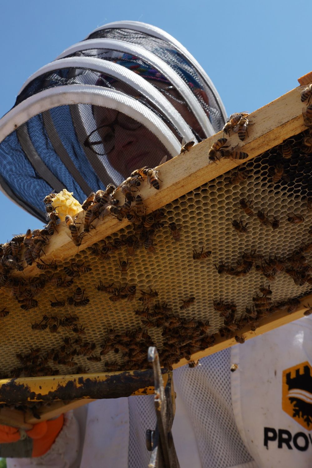 Bee Suit for Hot, Humid Weather