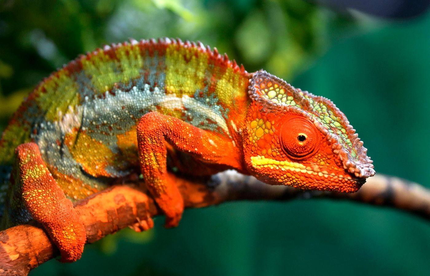 Basking Lamp for a Chameleon