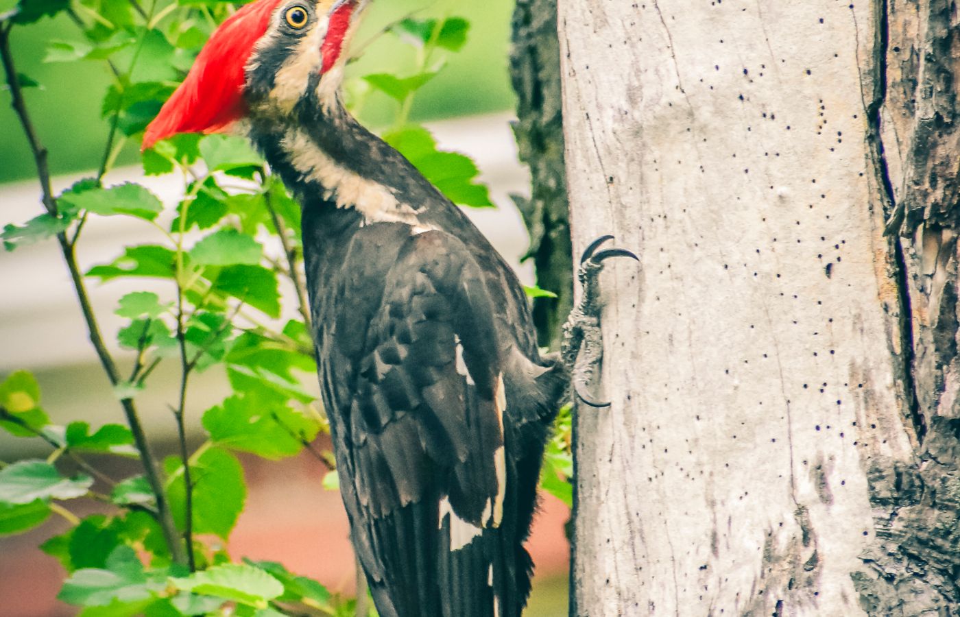 Suet Feeder for Pileated Woodpeckers