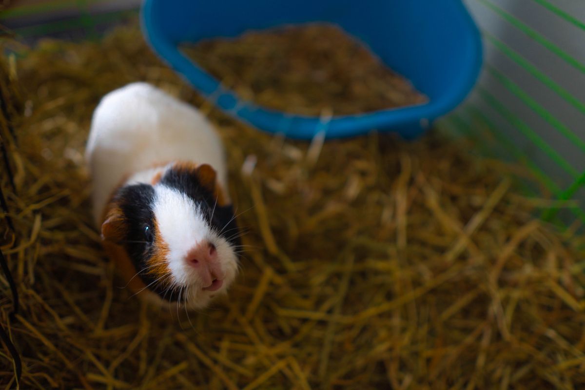 C&C Cage for Guinea Pigs