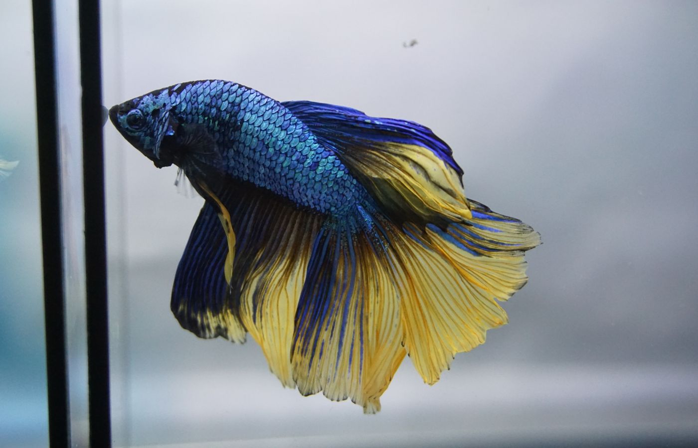 Auto Feeder for a Betta Fish