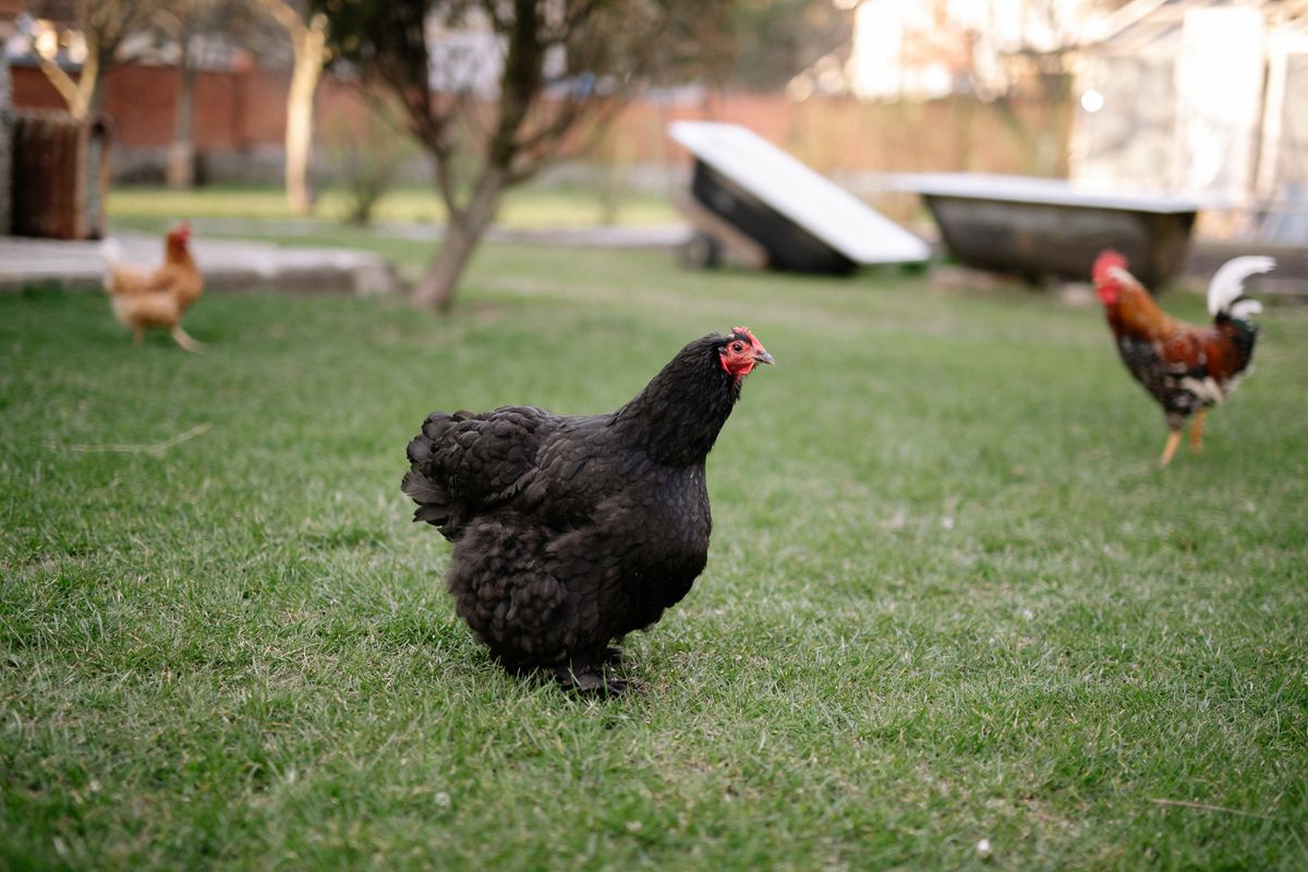 Automatic Chicken Coop Door for the Money