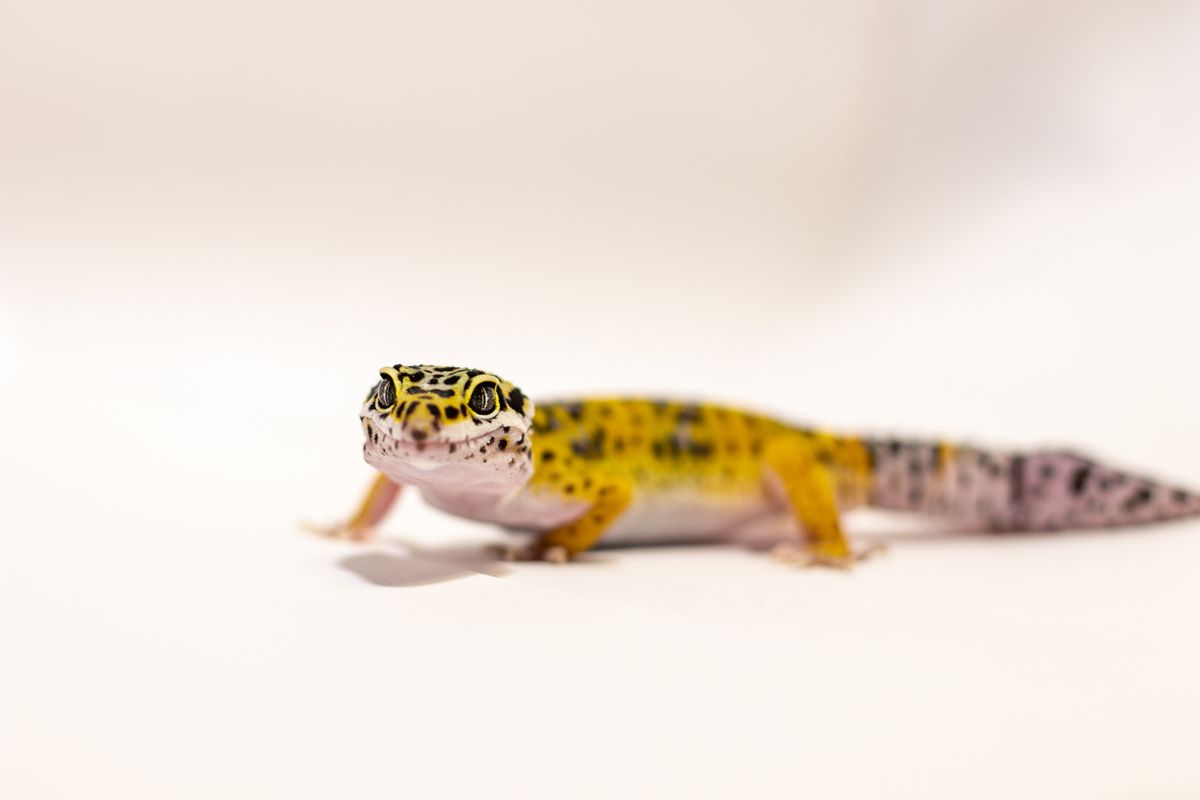Basking Bulb for a Leopard Gecko