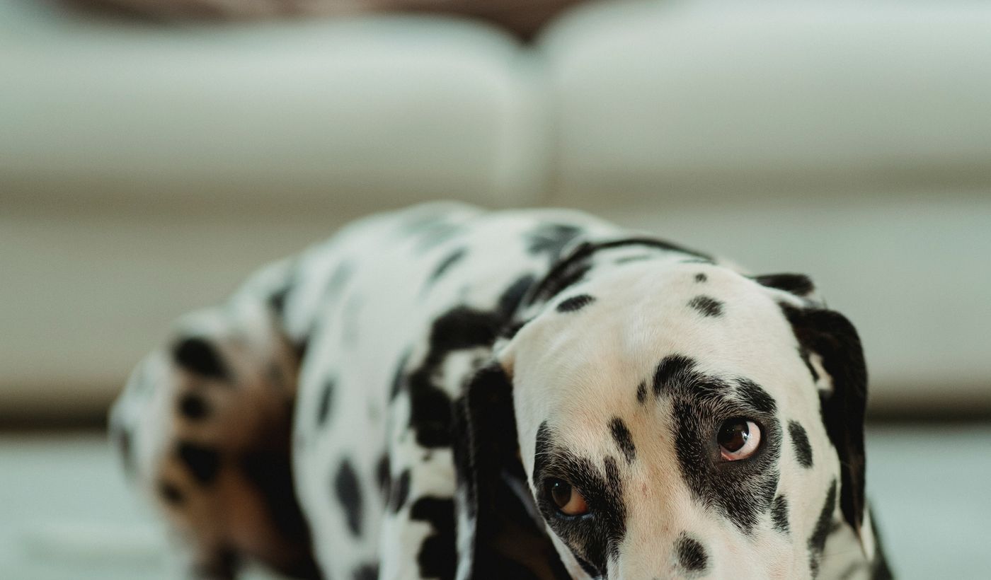 Air Purifier for Pets