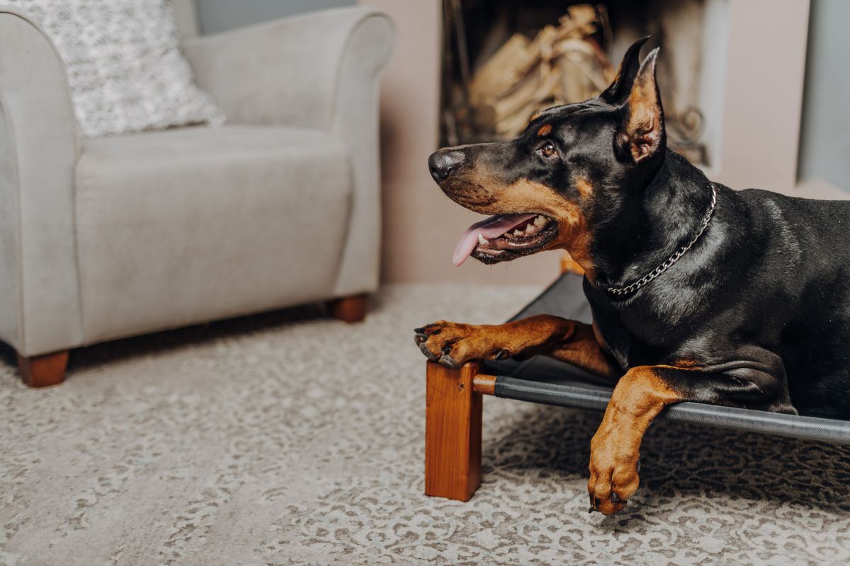 Cooling Mat for Large Dogs