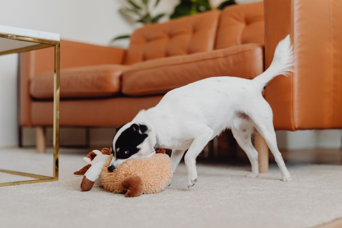 Puzzle Toy for Dogs