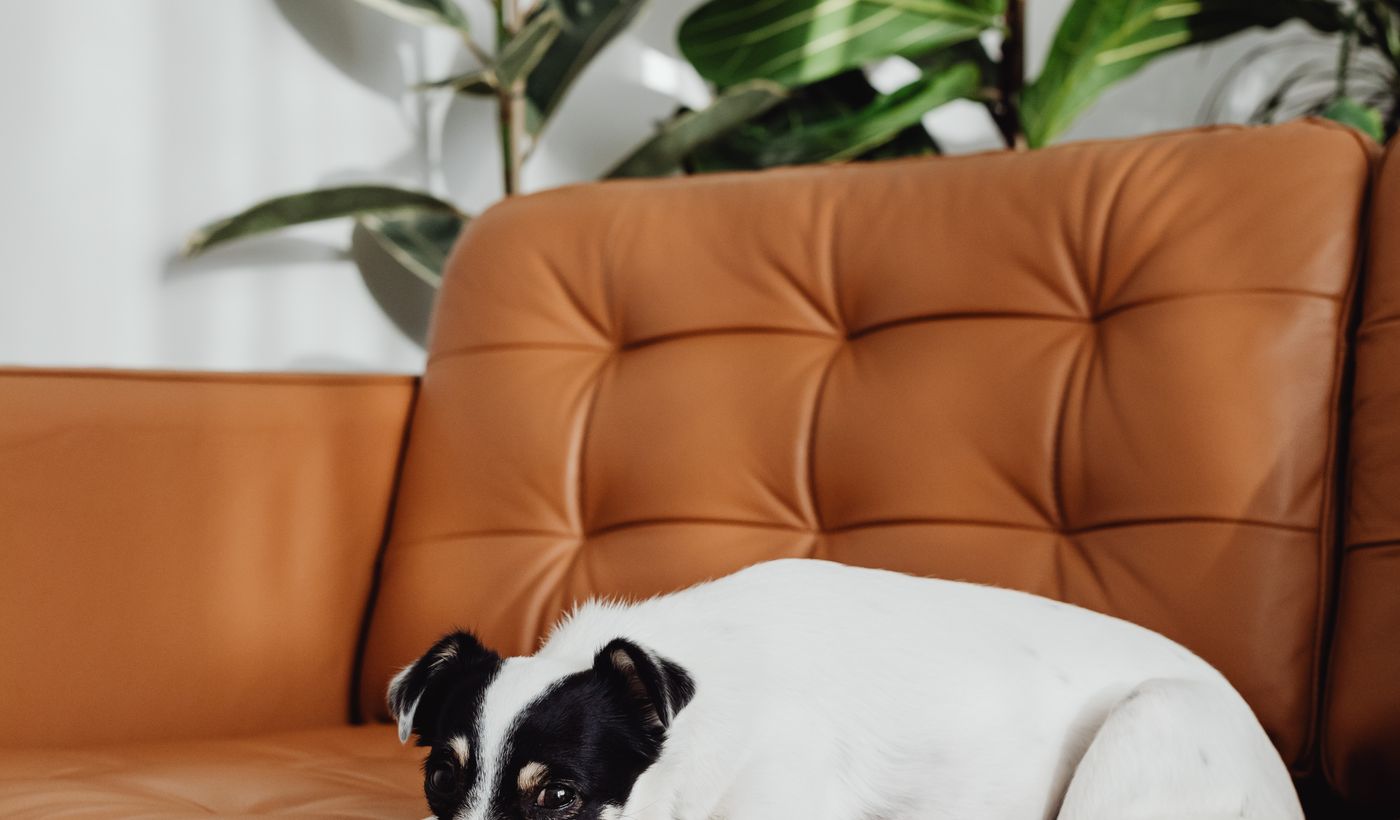 Couch Cover for Dogs