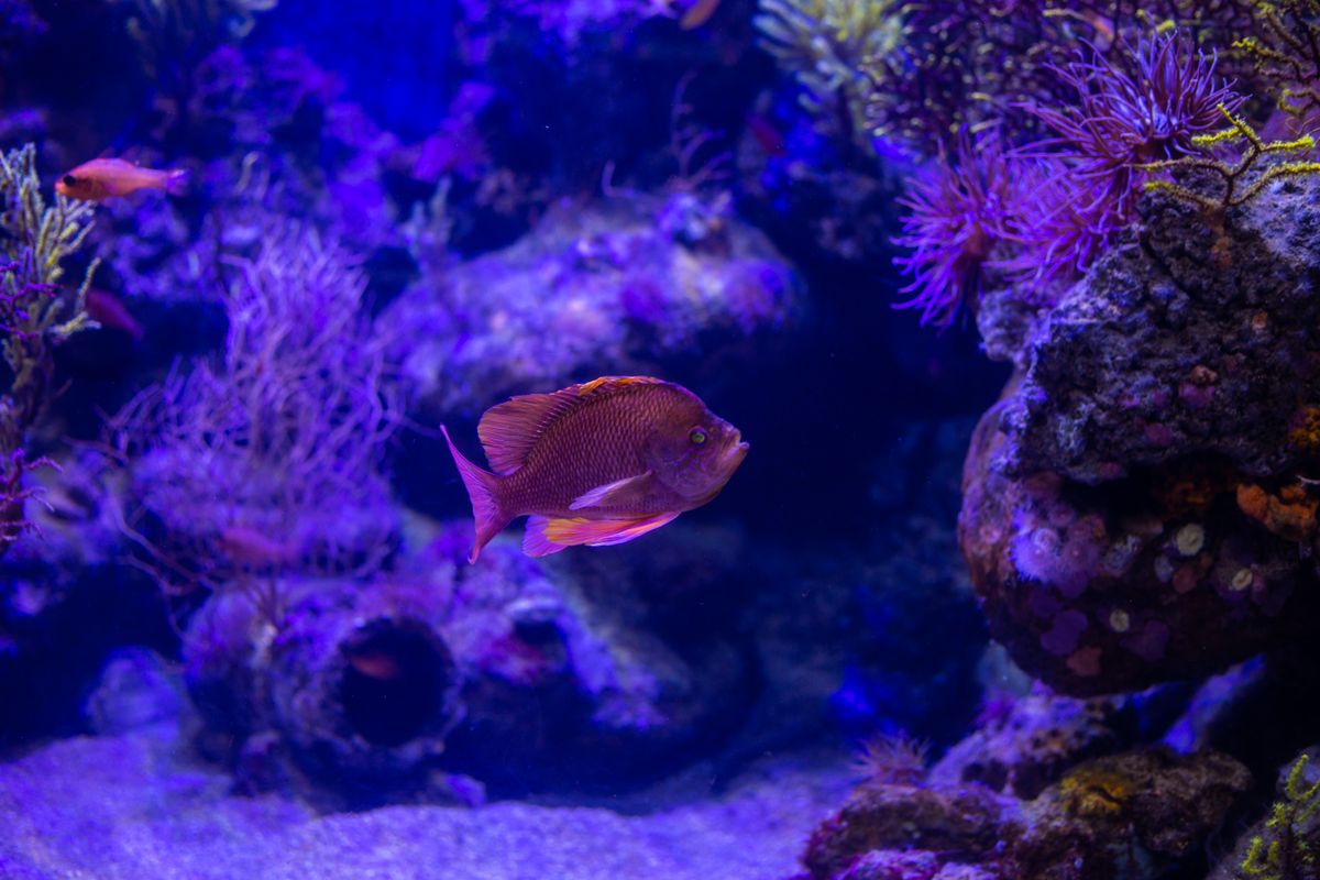 Aquarium Vacuum for Sand Substrate