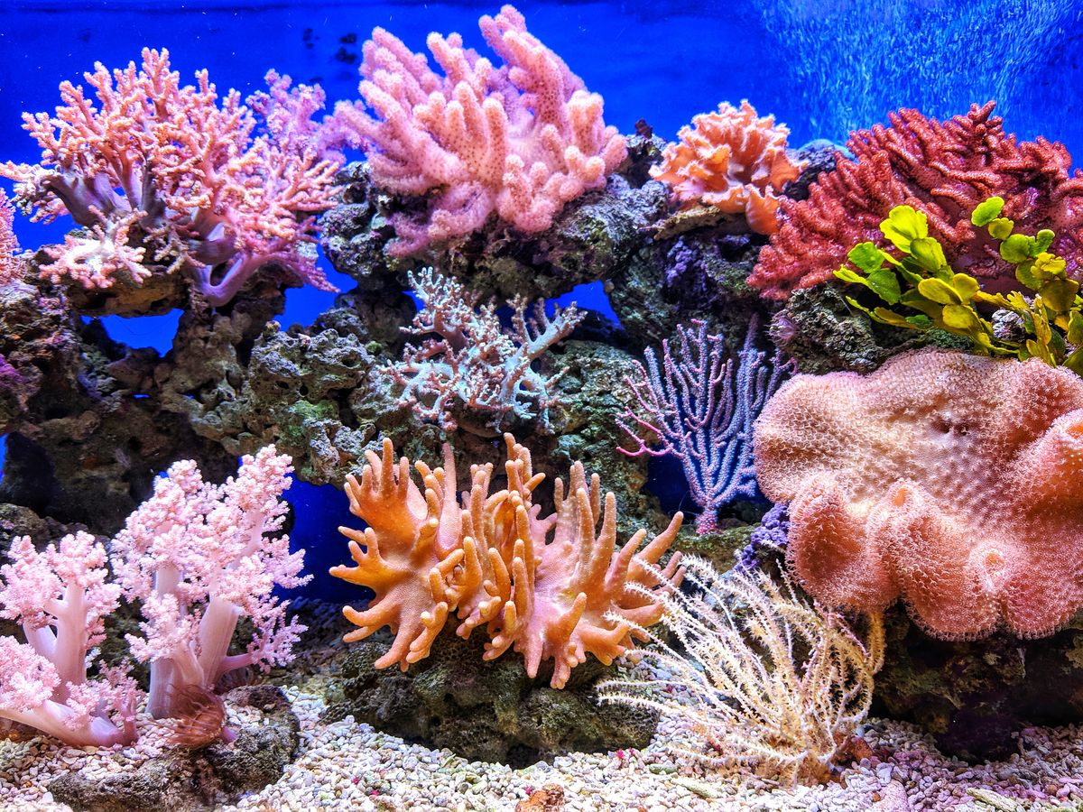 pH Meter for a Reef Tank