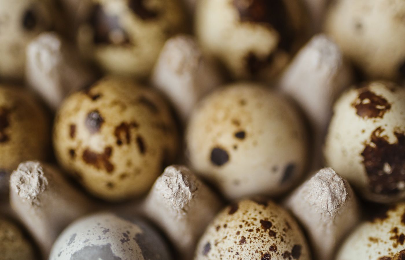 Egg Incubator for Quail