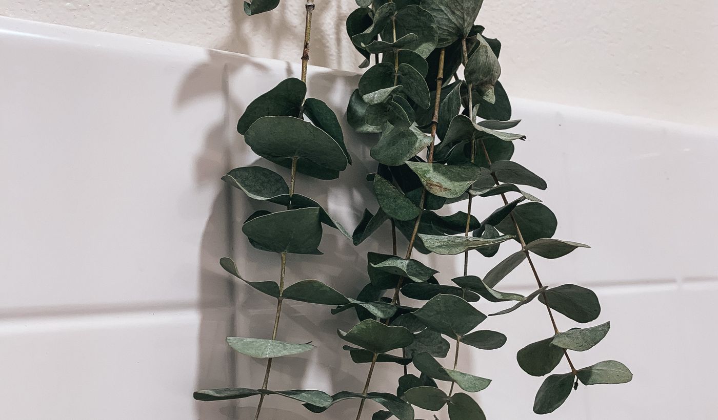 Eucalyptus for Shower