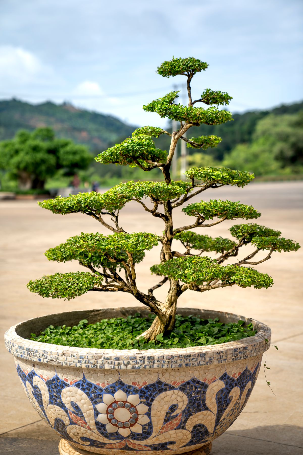 Bonsai Tools for Beginners