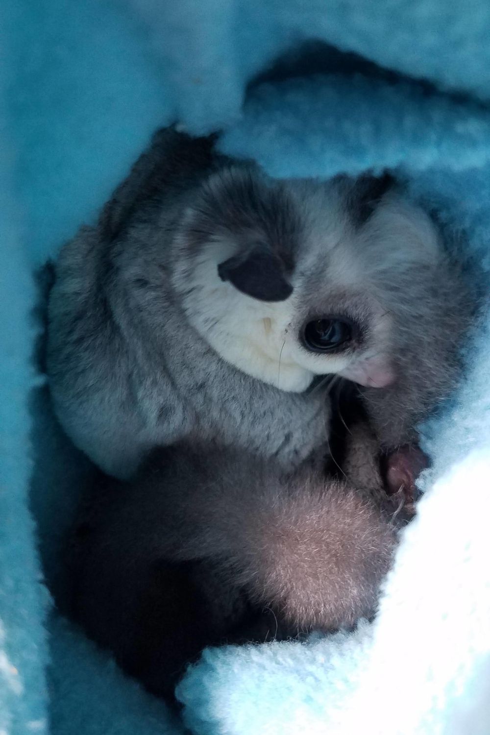 Sugar Glider Bonding Pouch
