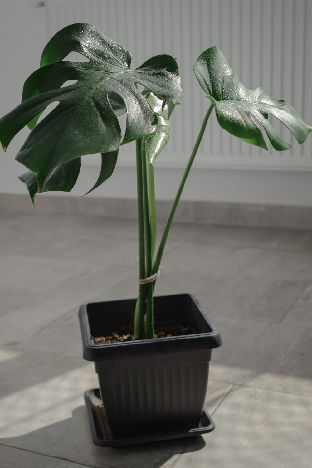 Moss Pole for Monstera