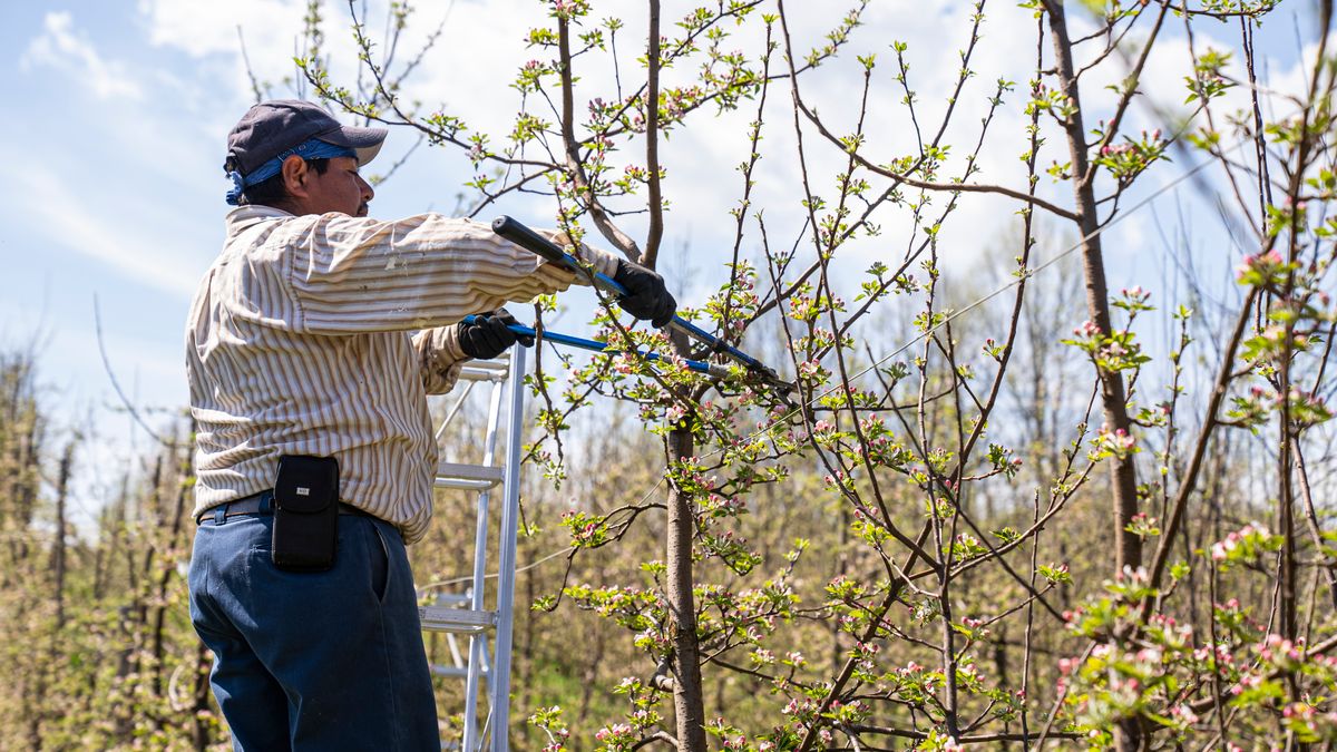 Pole Saw for Tree Trimming