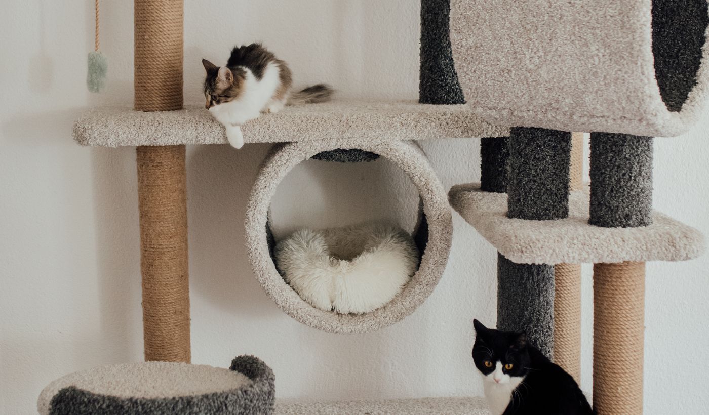 Cat Tree for Large Cats