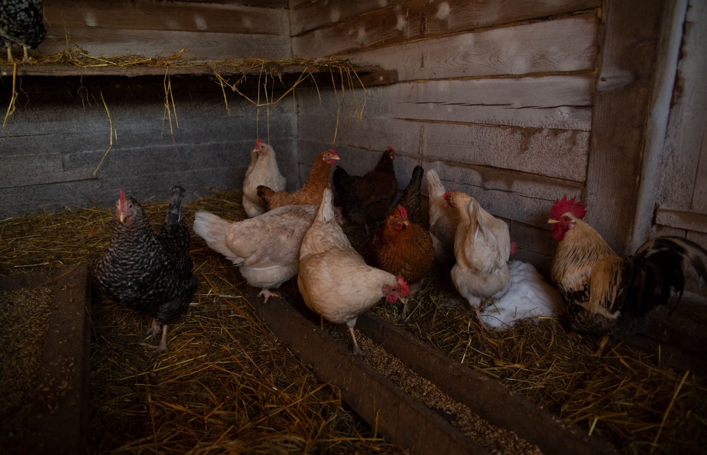 Automatic Chicken Coop Door for Cold Weather