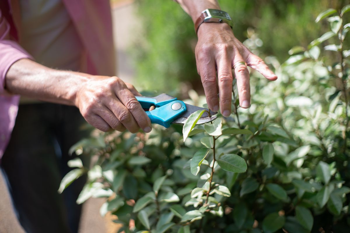 Hand Shears for Pruning