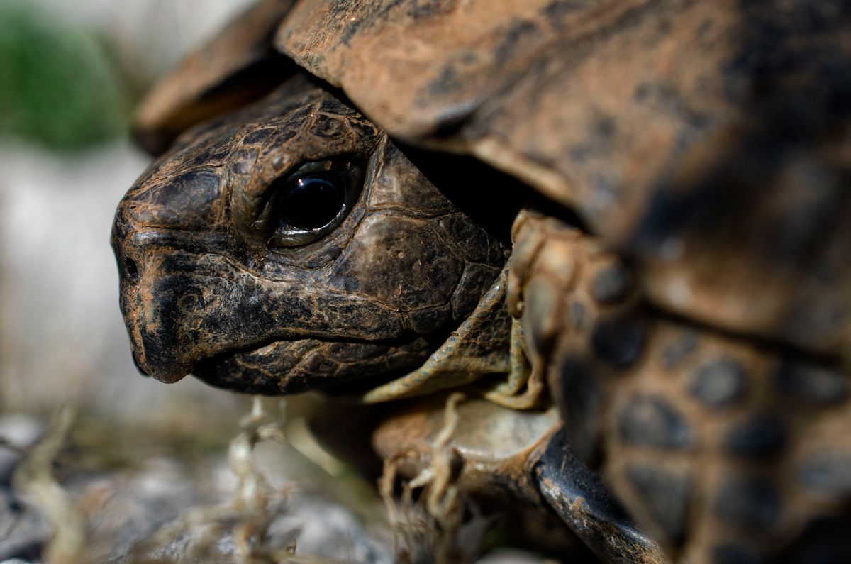 Camera for a Tortoise Enclosure