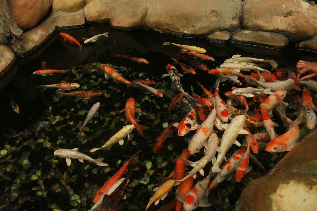 Automatic Fish Feeder for a Pond