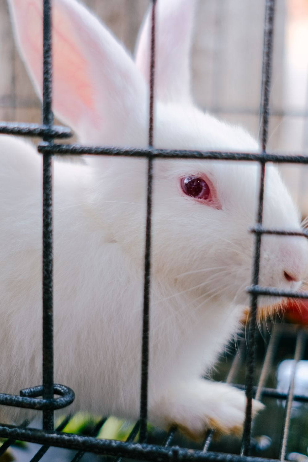 Water Bottle for Rabbits
