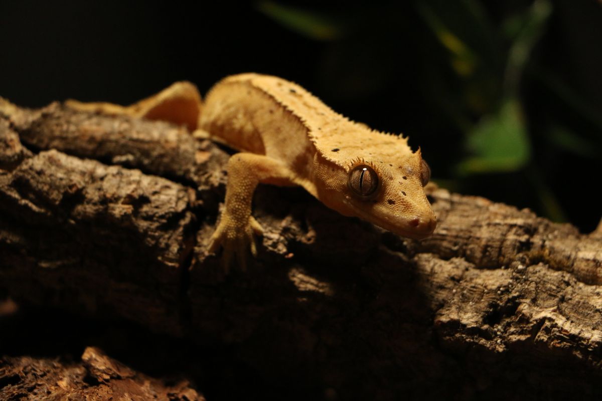 Automatic Mister for a Crested Gecko