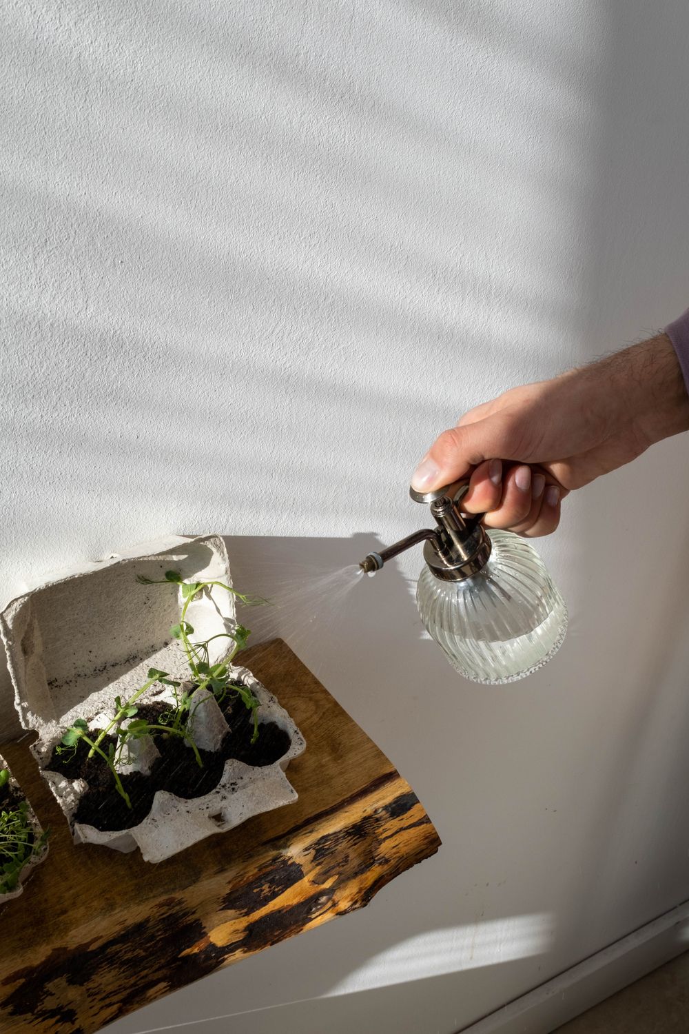 Sticky Traps for Fungus Gnats