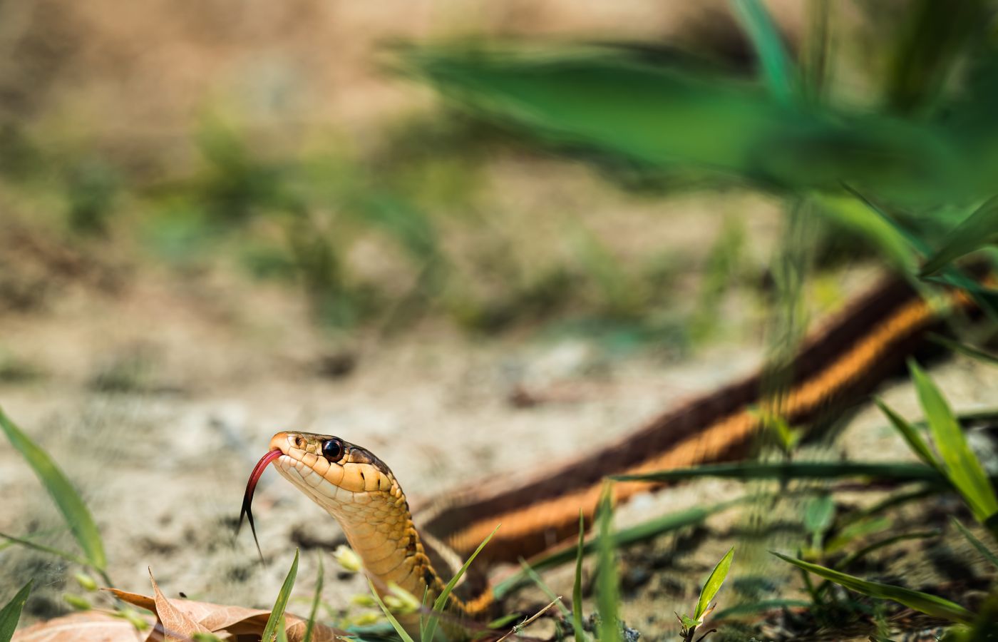 Feeding Tongs for Snakes