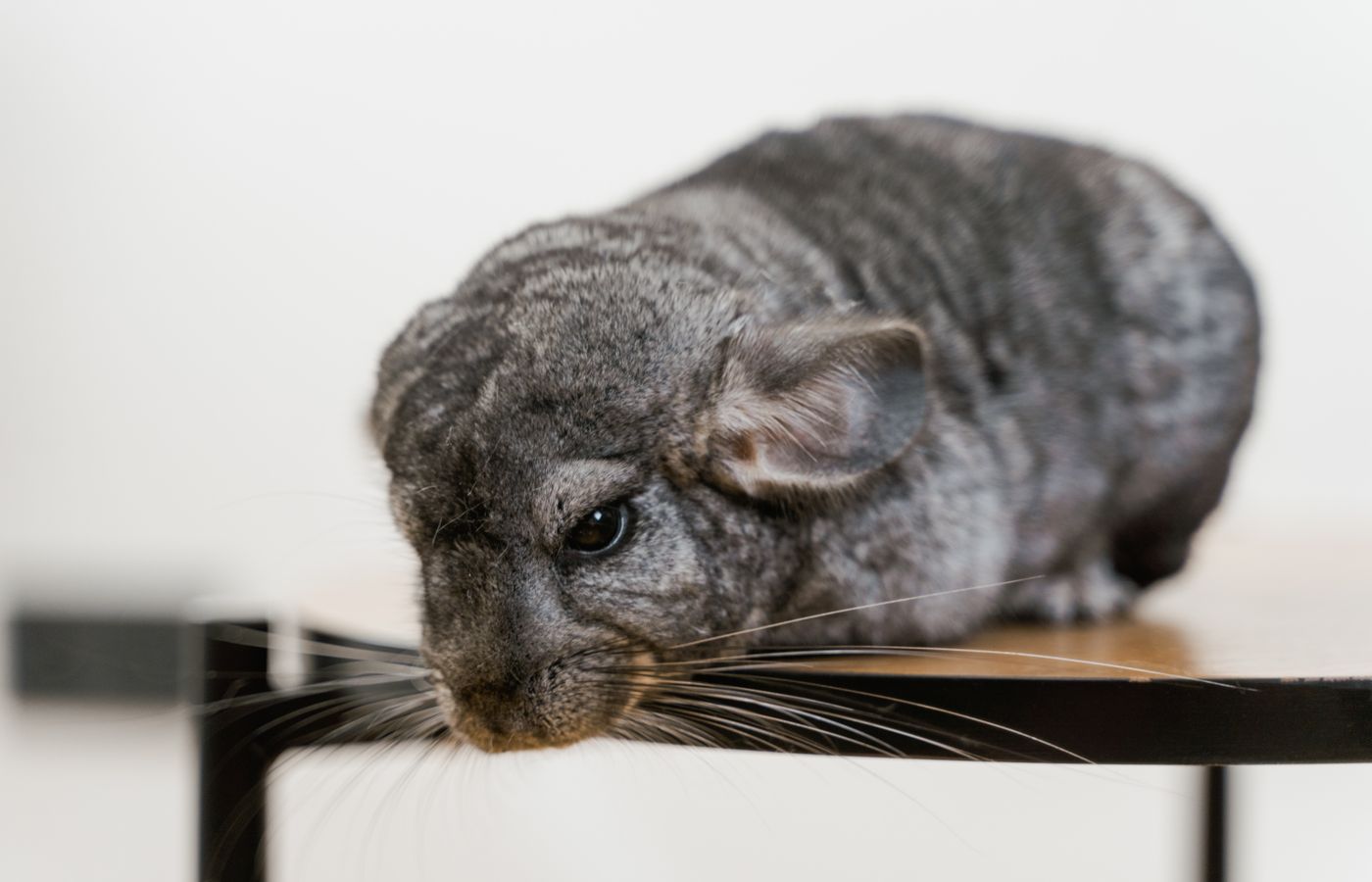 Silent Wheel for a Chinchilla