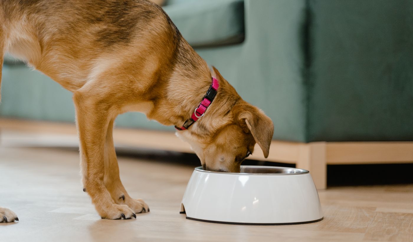 Slow Feeder Dog Bowl