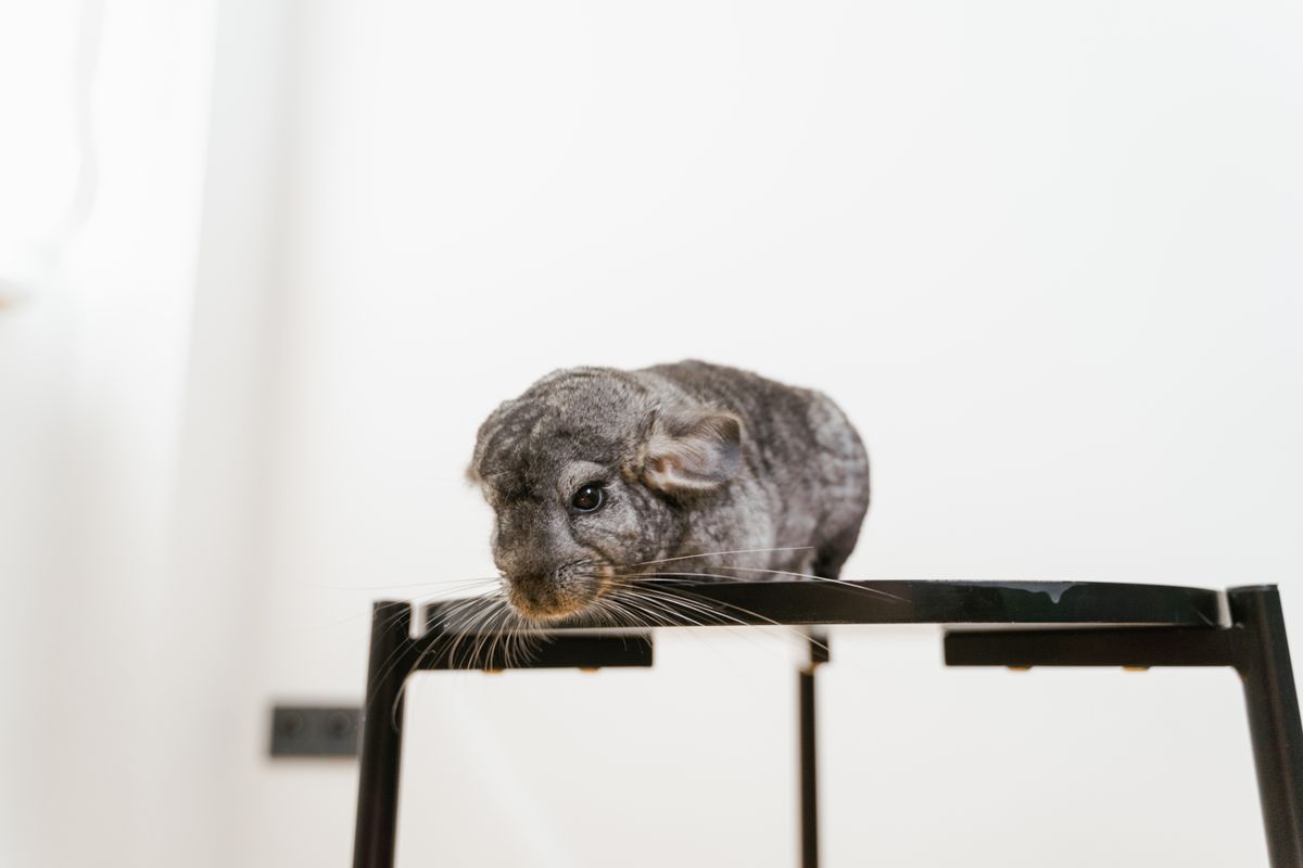 Dust Bath Container for a Chinchilla