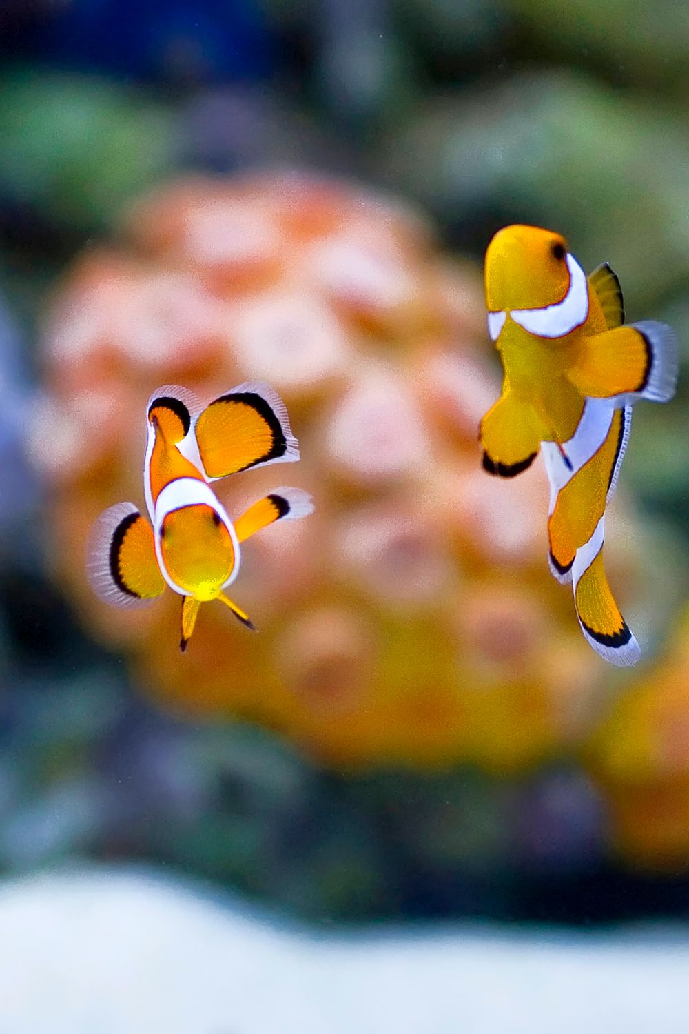 Coral Frag Glue for a Reef Tank