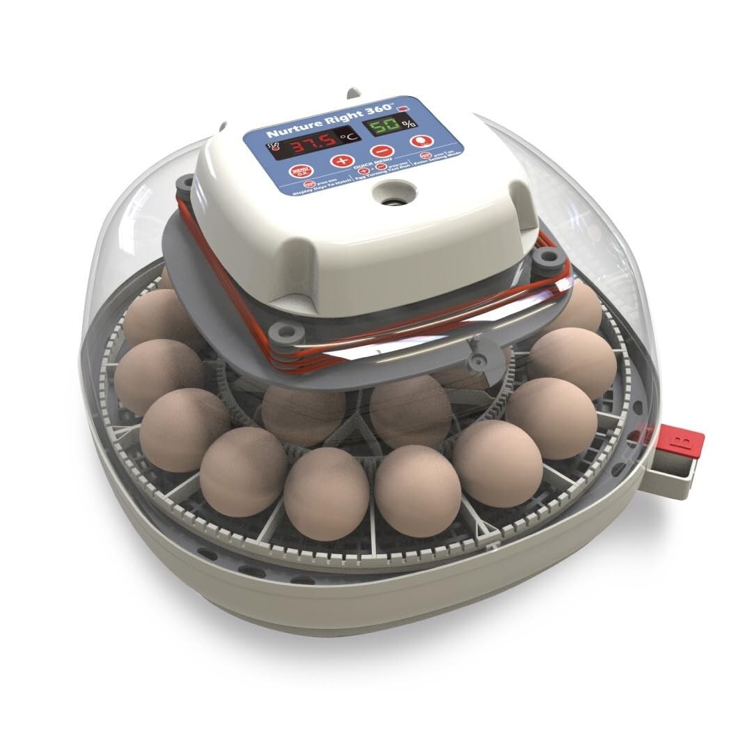 Incubator for Coturnix Quail Eggs