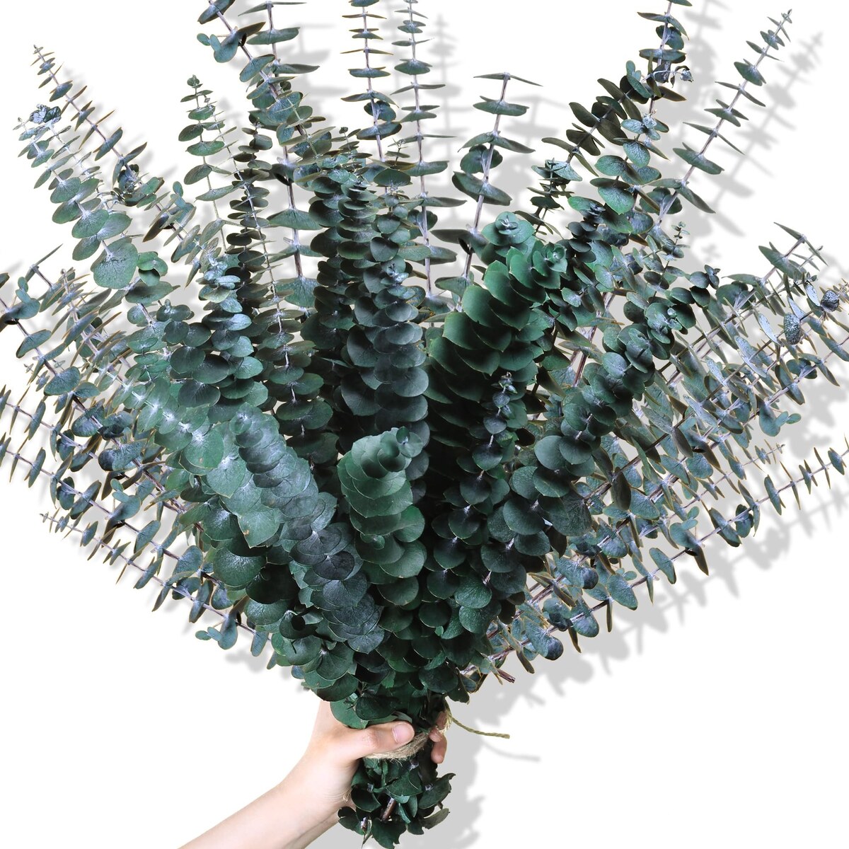 Eucalyptus for Shower