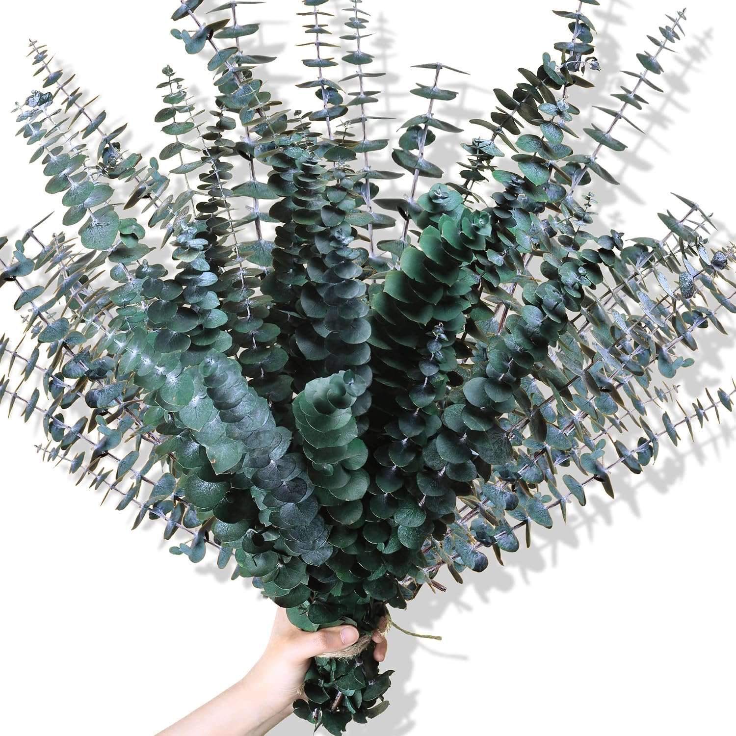 Oning dried eucalyptus stems, 30 pieces — listing photo